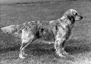 Nimrod: FALL/GOLDEN RETRIEVER/56