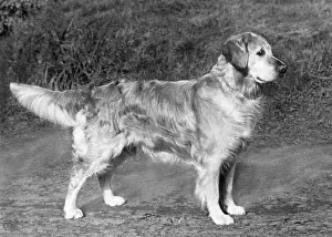 Lunik: FALL/GOLDEN RETRIEVER/65