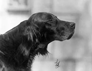 Setter: FALL/GORDON SETTER/1931