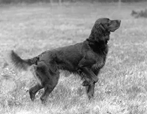 Setter: FALL/GORDON SETTER/1939