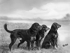 Setter: FALL/GORDON SETTER/1939