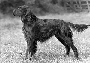 Setter: FALL/GORDON SETTER/1949