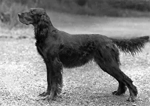 Setter: FALL/GORDON SETTER/1957