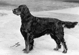 Setter: FALL/GORDON SETTER/1967