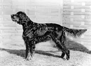 Setter: FALL/GORDON SETTER/1974