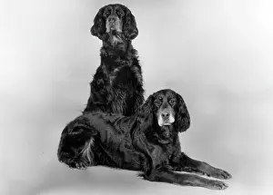 Setter: FALL/GORDON SETTER/1981
