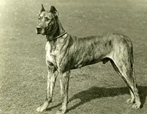 Dane: FALL/GREAT DANE/1897