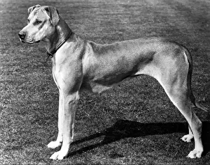 Dane: FALL/GREAT DANE/1900