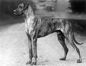 Rank: FALL/GREAT DANE/1929