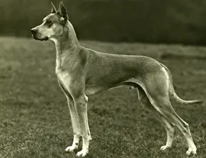 Rank: FALL/GREAT DANE/1931