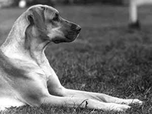 Payne: FALL/GREAT DANE/1934