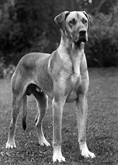 Dane: FALL/GREAT DANE/1936