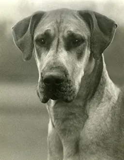 Dane: FALL/GREAT DANE/1938