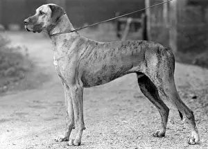 Dane: FALL/GREAT DANE/1942