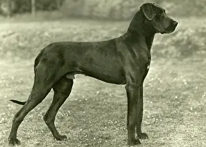 Dane: FALL/GREAT DANE/1949