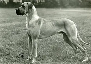 Dane: FALL/GREAT DANE/1961