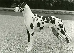 Dane: FALL/GREAT DANE/1962