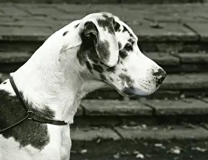 Dane: FALL/GREAT DANE/1970