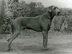 Dane: FALL/GREAT DANE/1972