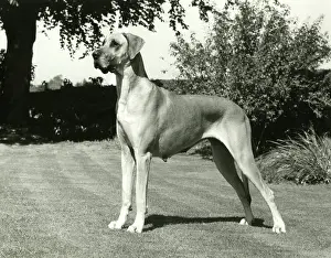 Dane: FALL/GREAT DANE/1982