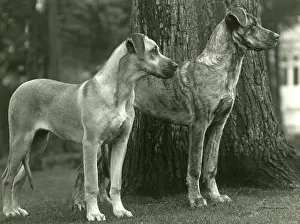 Danes: FALL/GREAT DANES/1936