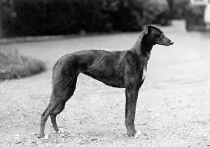 Unnamed: FALL/GREYHOUND/1927