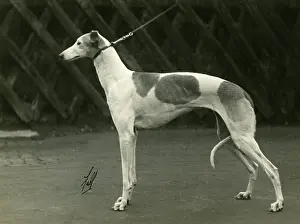 Marchetti: FALL/GREYHOUND/1932