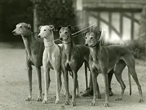 Unnamed: FALL/GREYHOUND/1933
