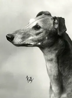 Marchetti: FALL/GREYHOUND/1934