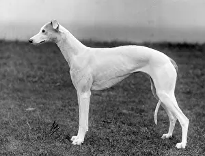Marchetti: FALL/GREYHOUND/1935