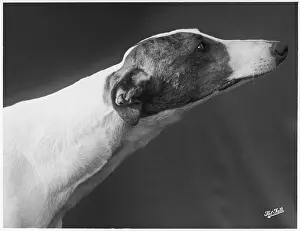 Greyhound: Fall - Greyhound - 1938