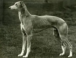 Unnamed: FALL/GREYHOUND/1939