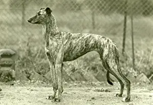 Greyhound: FALL/GREYHOUND/1947