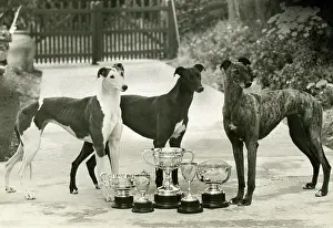 Greyhound: FALL/GREYHOUND/1948
