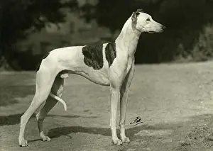 Greyhound: FALL/GREYHOUND/1949