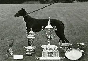 Greyhound: FALL/GREYHOUND/1968