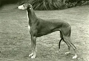 Greyhound: FALL/GREYHOUND/1977
