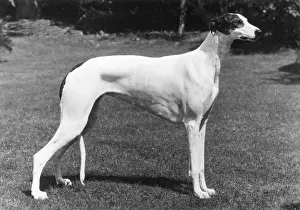 Greyhound: FALL/GREYHOUND/1980