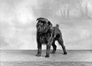 Griffon: FALL/GRIFFON/1949