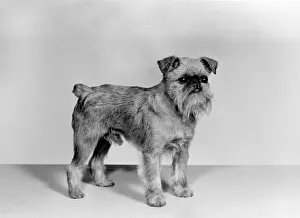 Pledge: FALL/GRIFFON/1962