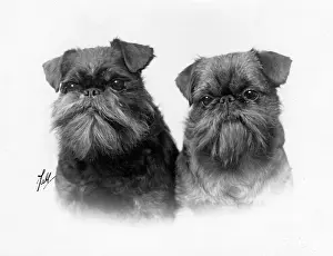 Griffon: FALL/GRIFFON/2 HEADS