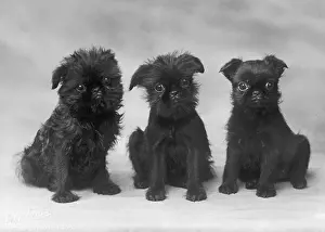 Griffon: FALL/GRIFFON/3 PUPS
