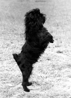 Griffon: FALL/GRIFFON/HIND LEGS