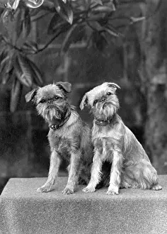 Griffon: FALL/GRIFFON/PAIR