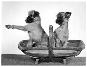 Unnamed: Fall - Griffon - in Trug