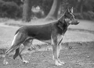 Lund: FALL/GSD/1925