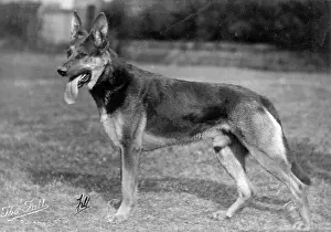 Cuno: FALL/GSD/1926