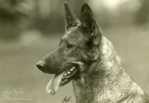 Sired: FALL/GSD/1927