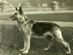 Piercy: FALL/GSD/1933