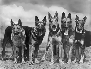 Celebrated: Fall - Gsd - 1935 - Group